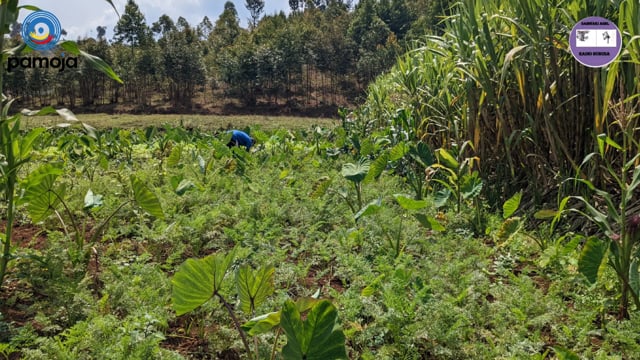 Institut Ishamba en péril