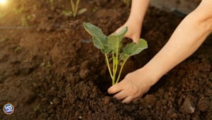 Remeber to Plant Your Tender Plants Today