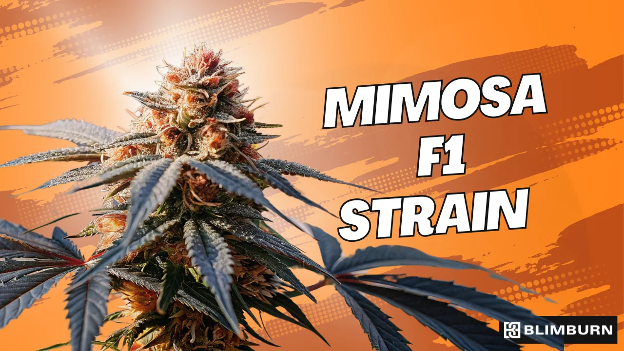 Mimosa F1 Strain | 20% THC | Buy Cannabis Seeds