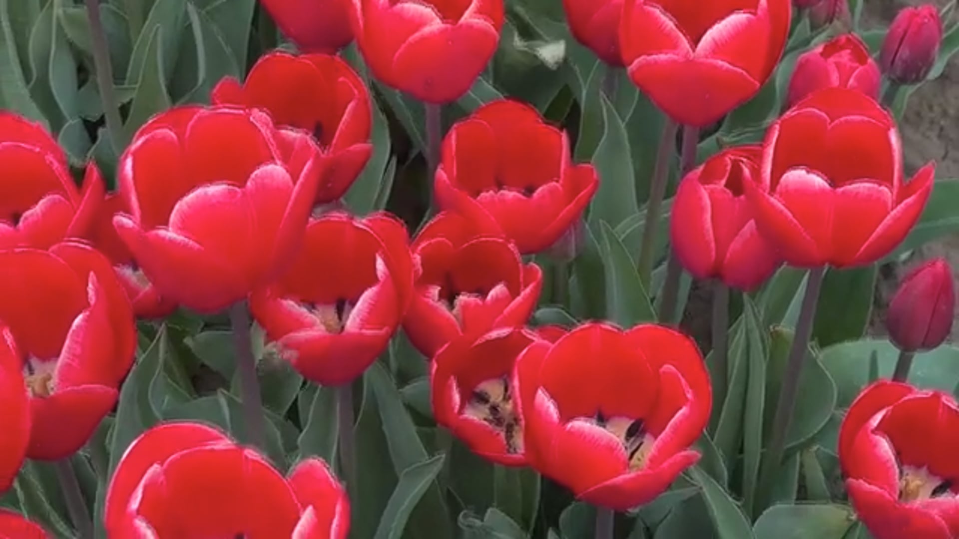 A Bologna il mondo colorato di tulipark