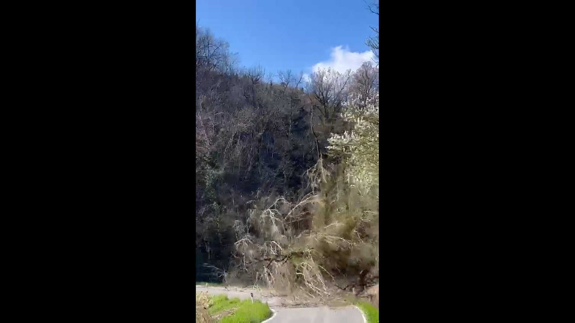Cade un pioppo in val di Zena, il video