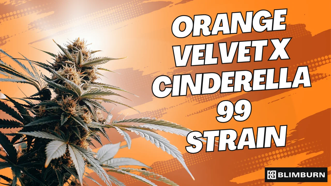 Orange Velvet X Cinderella 99 | 18% THC | Buy Cannabis Seeds