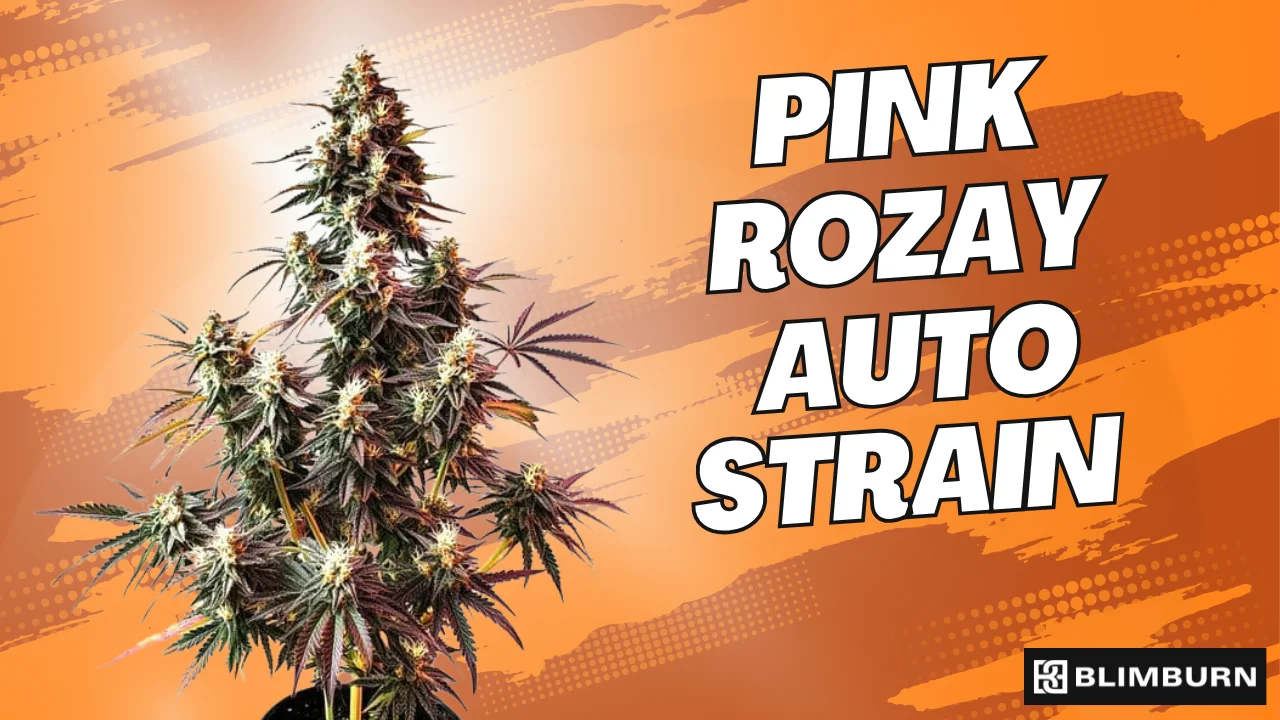 Pink Rozay Auto Strain | 24% THC | Buy Autoflower Seeds