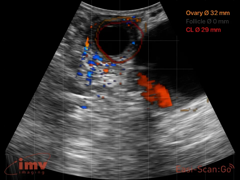 video Easi-Scan:Go Veterinary ultrasound scanner