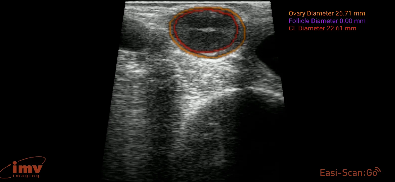 video Easi-Scan:Go Veterinary ultrasound scanner