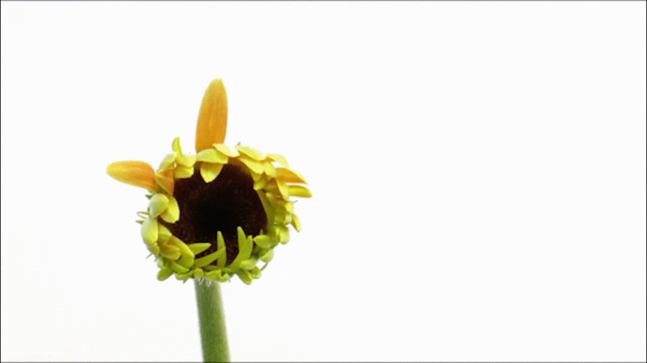 https://i.vimeocdn.com/video/2005881627-85a74bc39669a573d6509a191cef511eebfc5ec05d9a86e02f0224885f550370-d