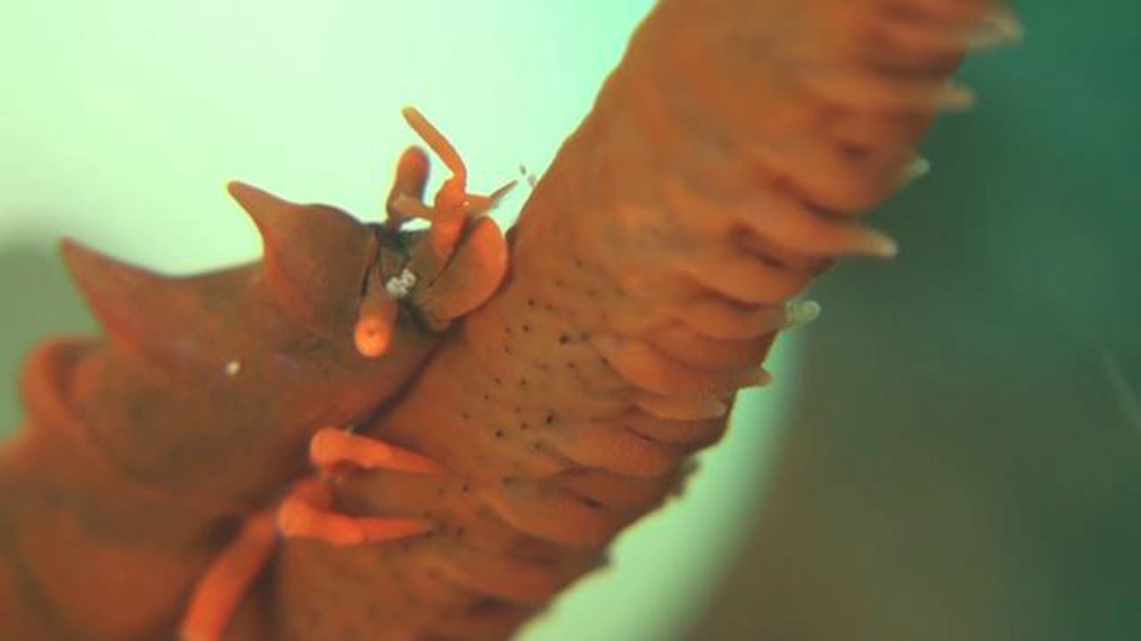 Dragon Shrimp - Miropandalus hardingi