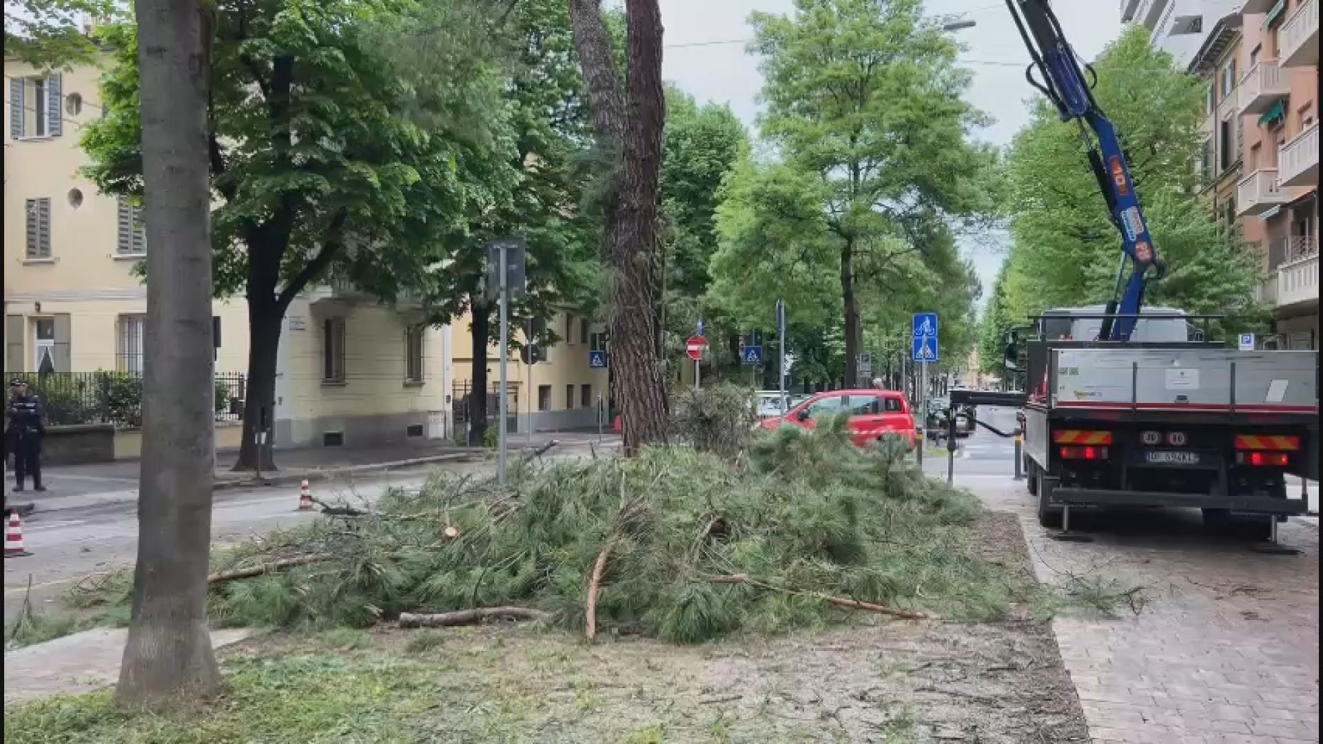 Abbattuti i pini di Viale Oriani. La risposta di Borsari in question time
