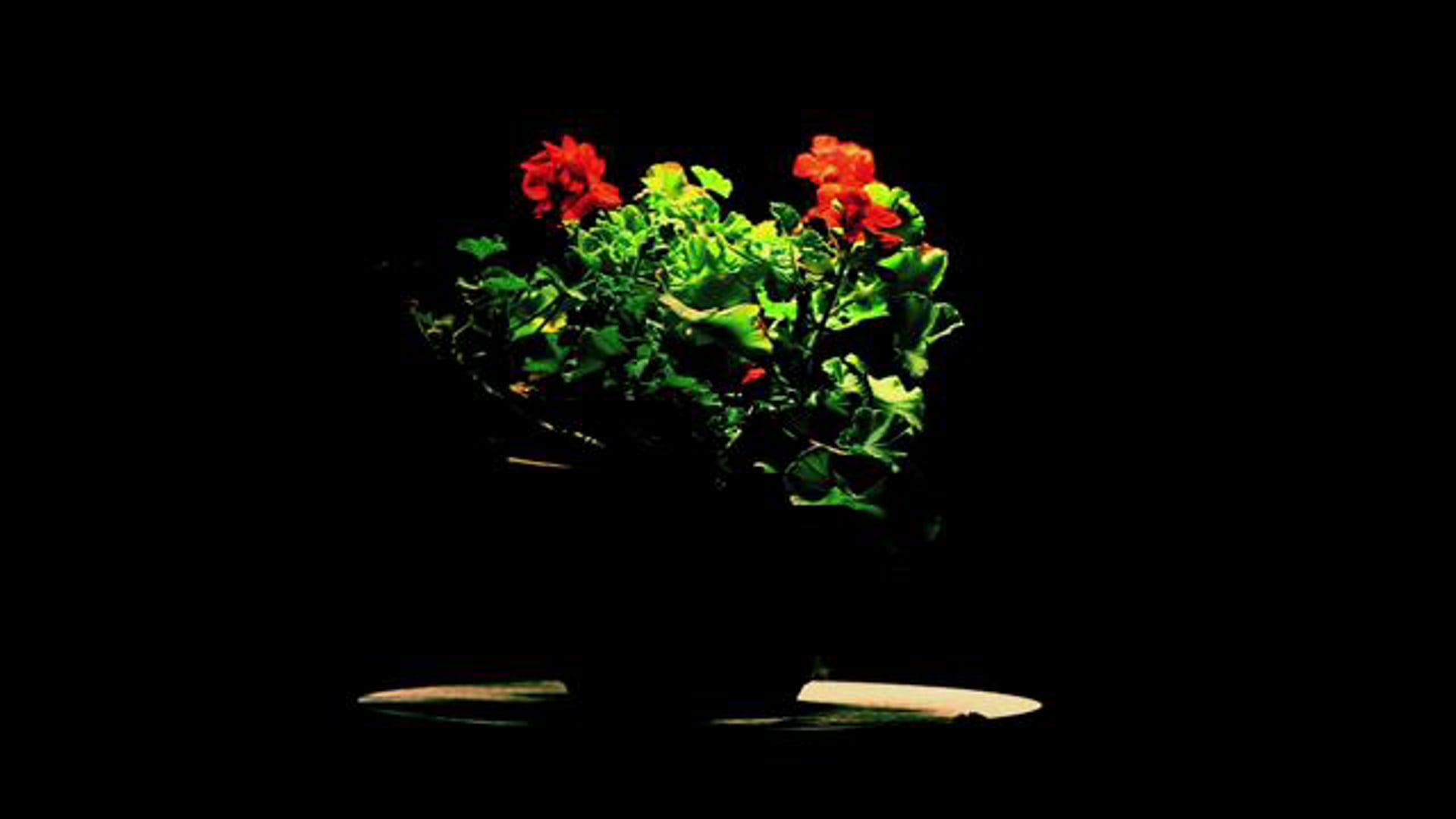 Geranium [Excerpt]