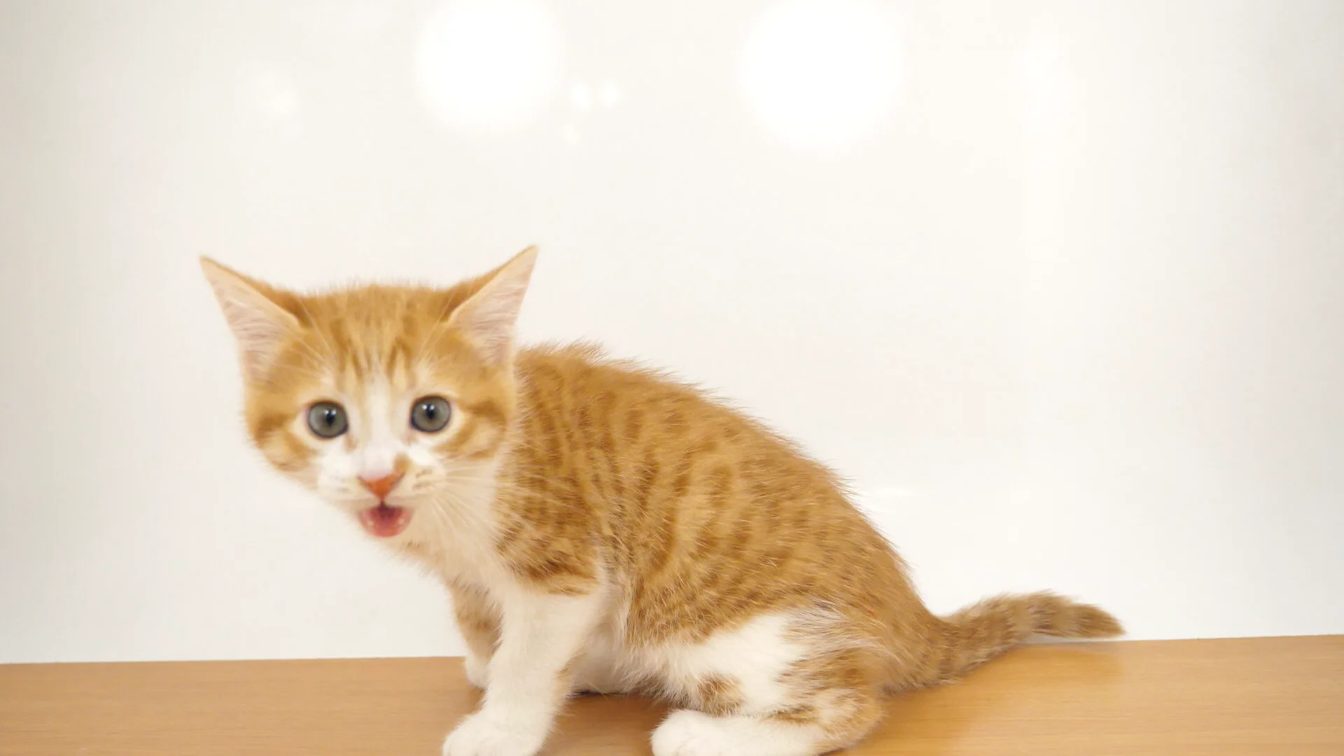 子猫の詳細情報 (東京都/2025年2月15日生まれ/男の子/レッド 子猫の詳細情報 (東京都/2025年2月15日生まれ/男の子/レッド