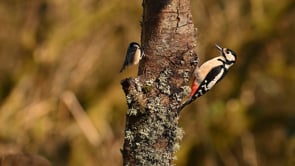 Woodpecker and Coal Tit