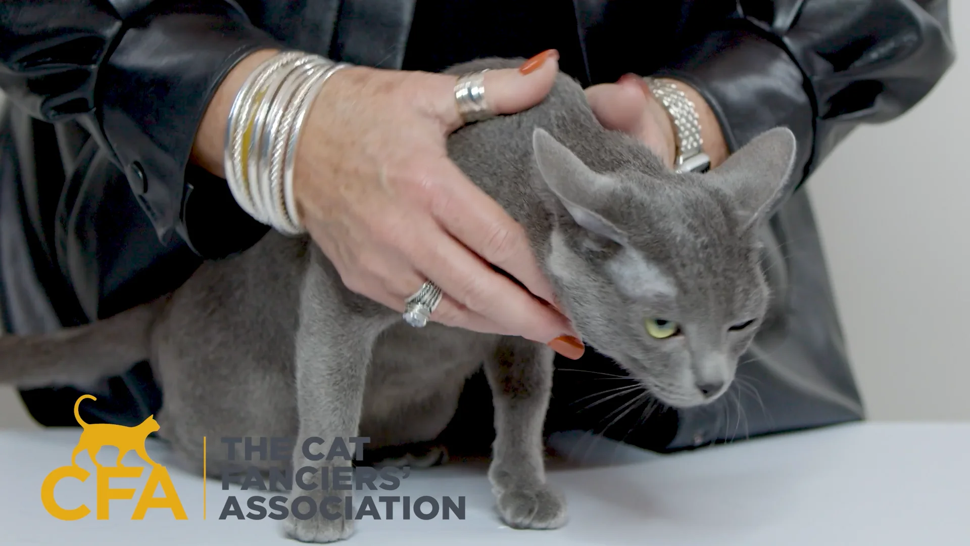 Korat - The Cat Fanciers