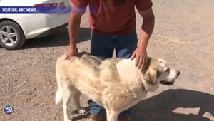 Dog Rescues Lost Boy