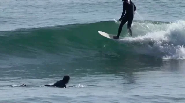 Dane Reynolds Sucks At Surfing.