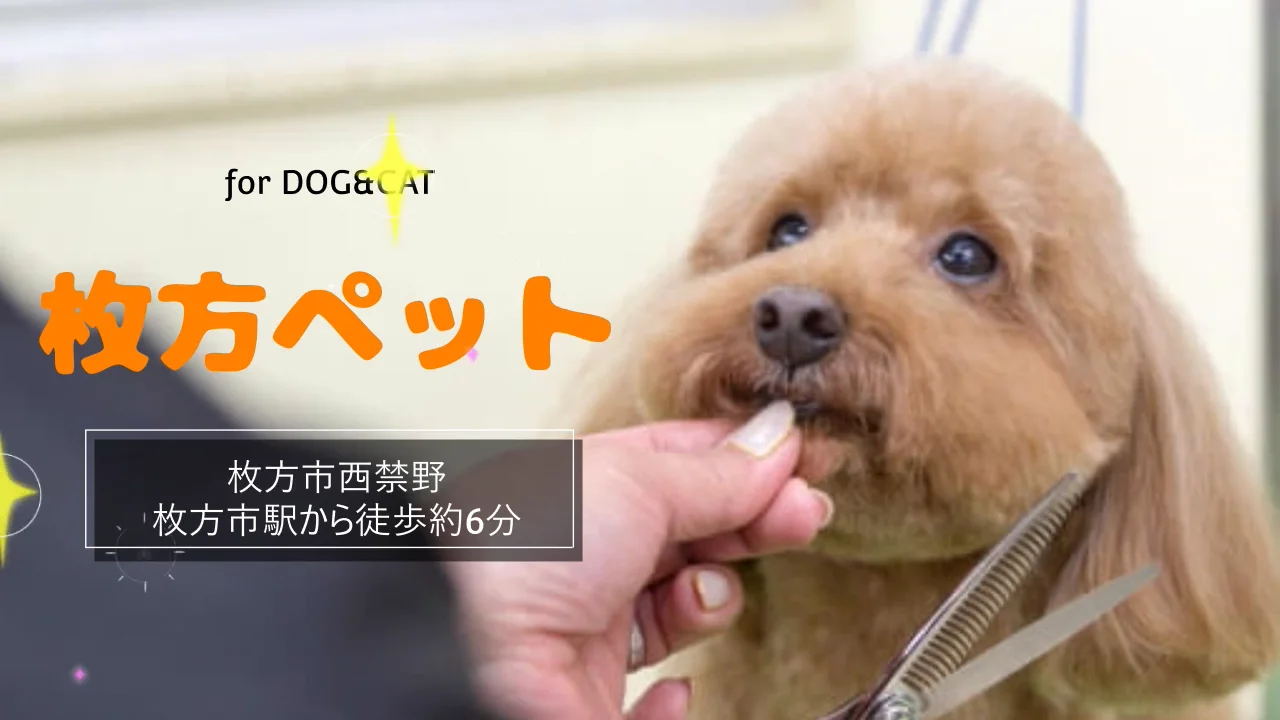 sal_9355_【動画】枚方ペット