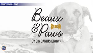 Bow Ties For Shelter Pets