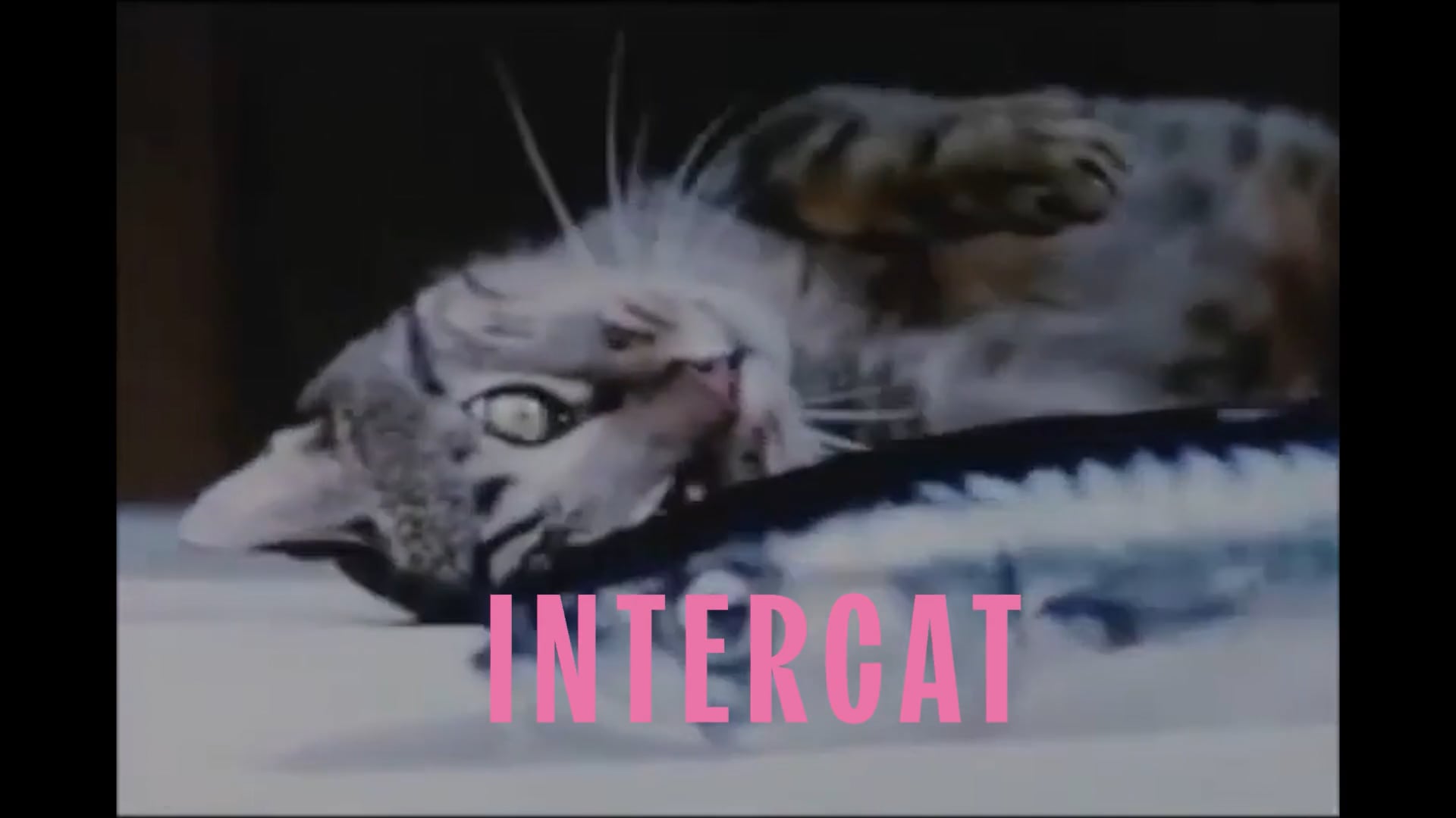 INTERCAT 2025 | Videos & Movies on Vimeo