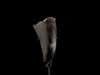 T-Rex Tooth