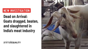 Dead on Arrival: Goats dragged, beaten, and slaughtered in India’s meat industry