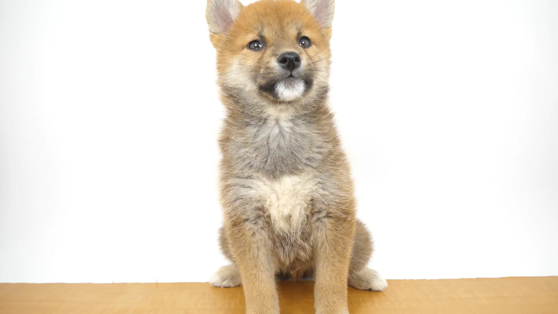 赤犬