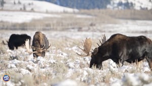 Moose Migration