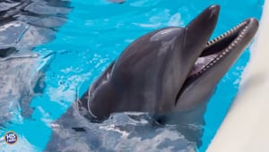 AI is Learning to Talk to Dolphins