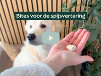 De juiste voeding kan veel doen voor de gezondheid van je hond. Onze knoflook- en kurkuma-bites zijn een heerlijke en natuurlijke manier om je hond extra ondersteuning&amp;hellip;