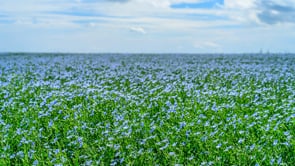 Regenerative Solutions with the Sustainable Angle