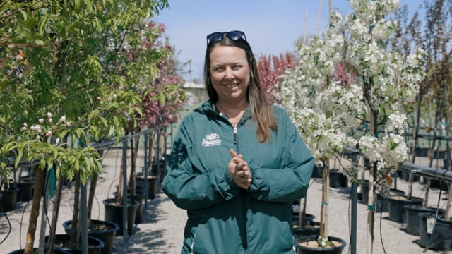 Crabapple Spotlight | How to Grow & Care For Flowering Crabapple Trees