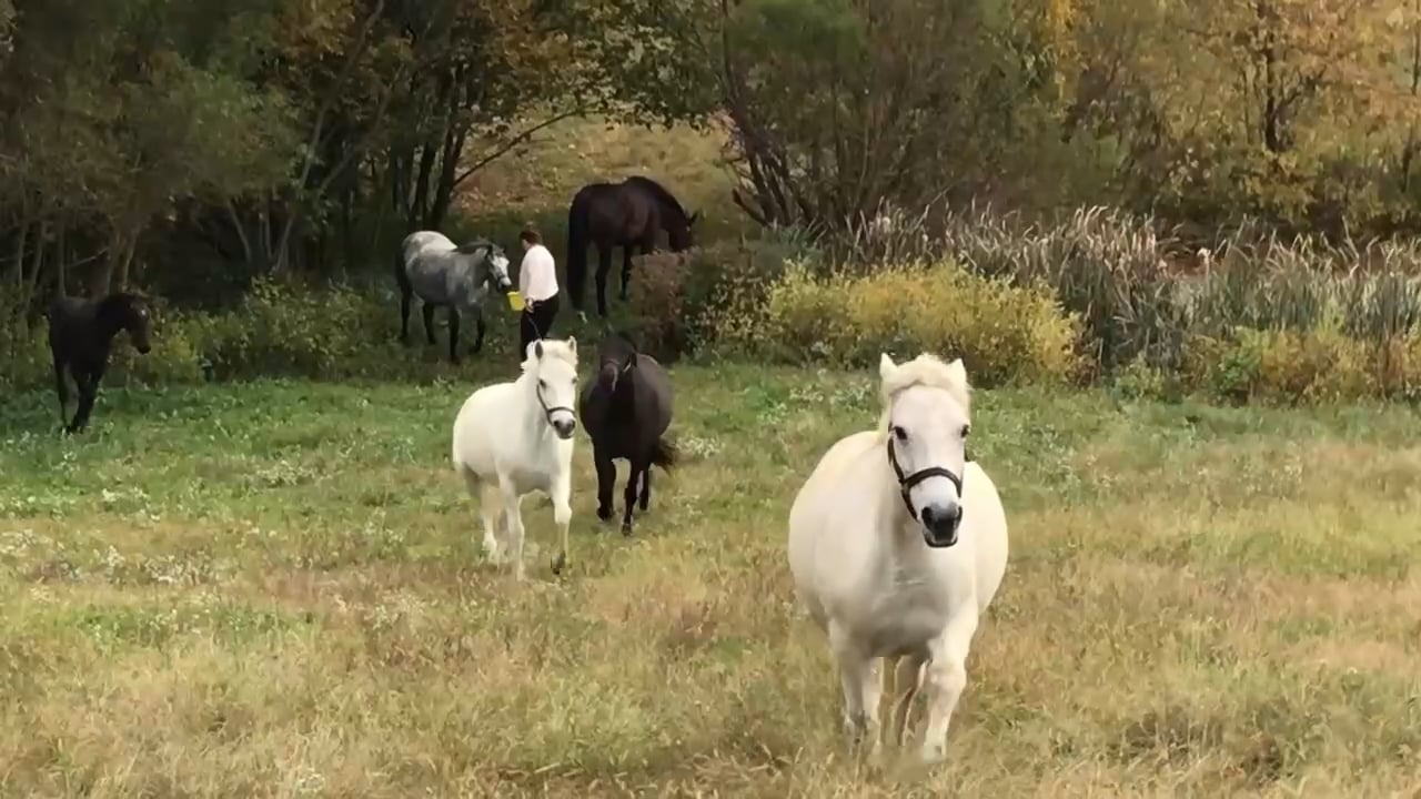 Ponies