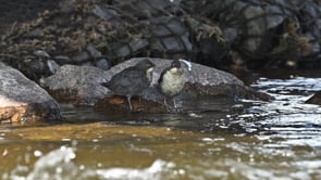 Dipper Juvenile Pair Pecking