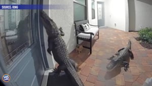 2 Alligators Try to Break In