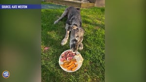Texas Roadhouse Gives Dog Her Last Meal