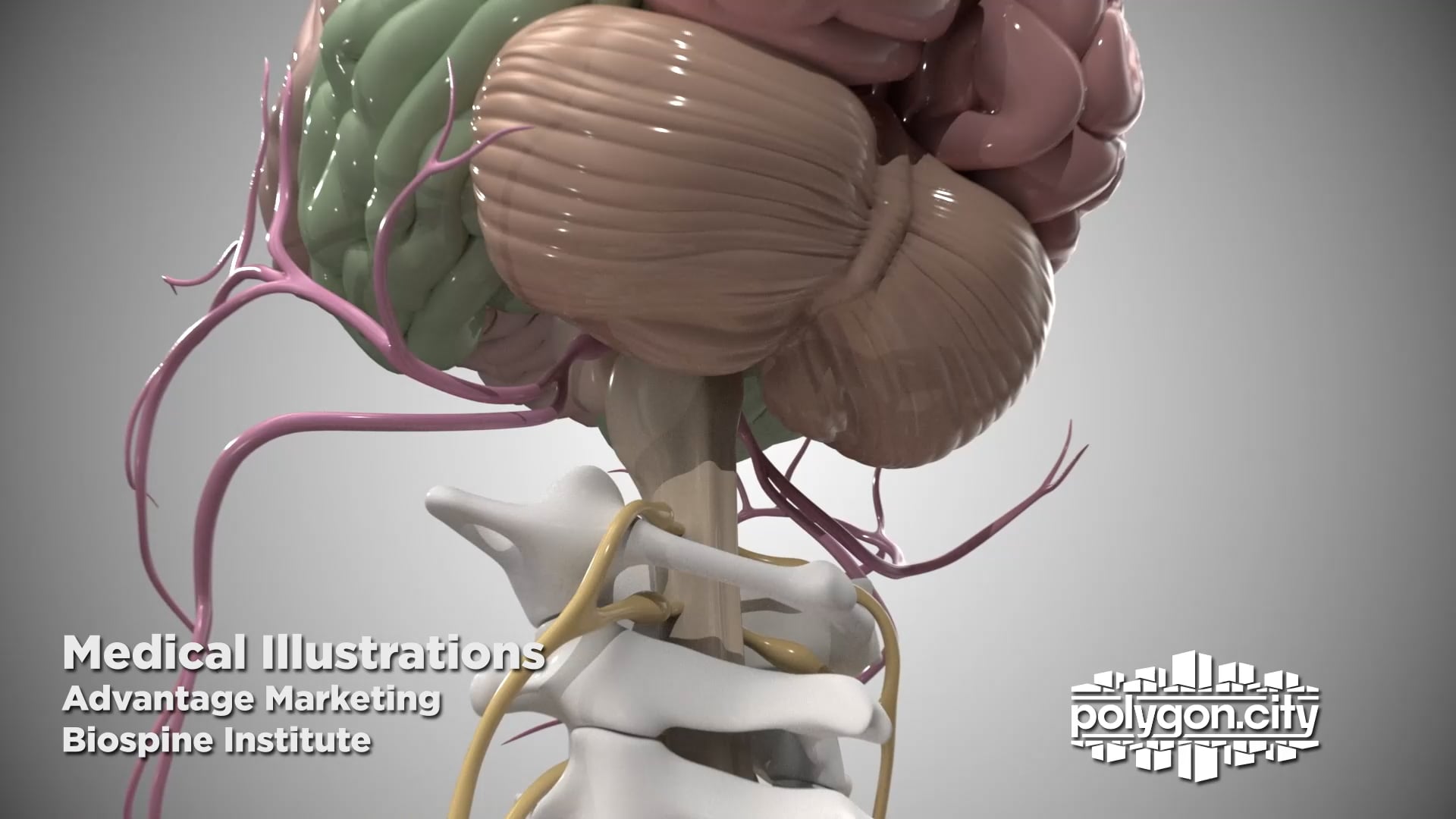 Biomedical - Advantage Marketing + Biospine