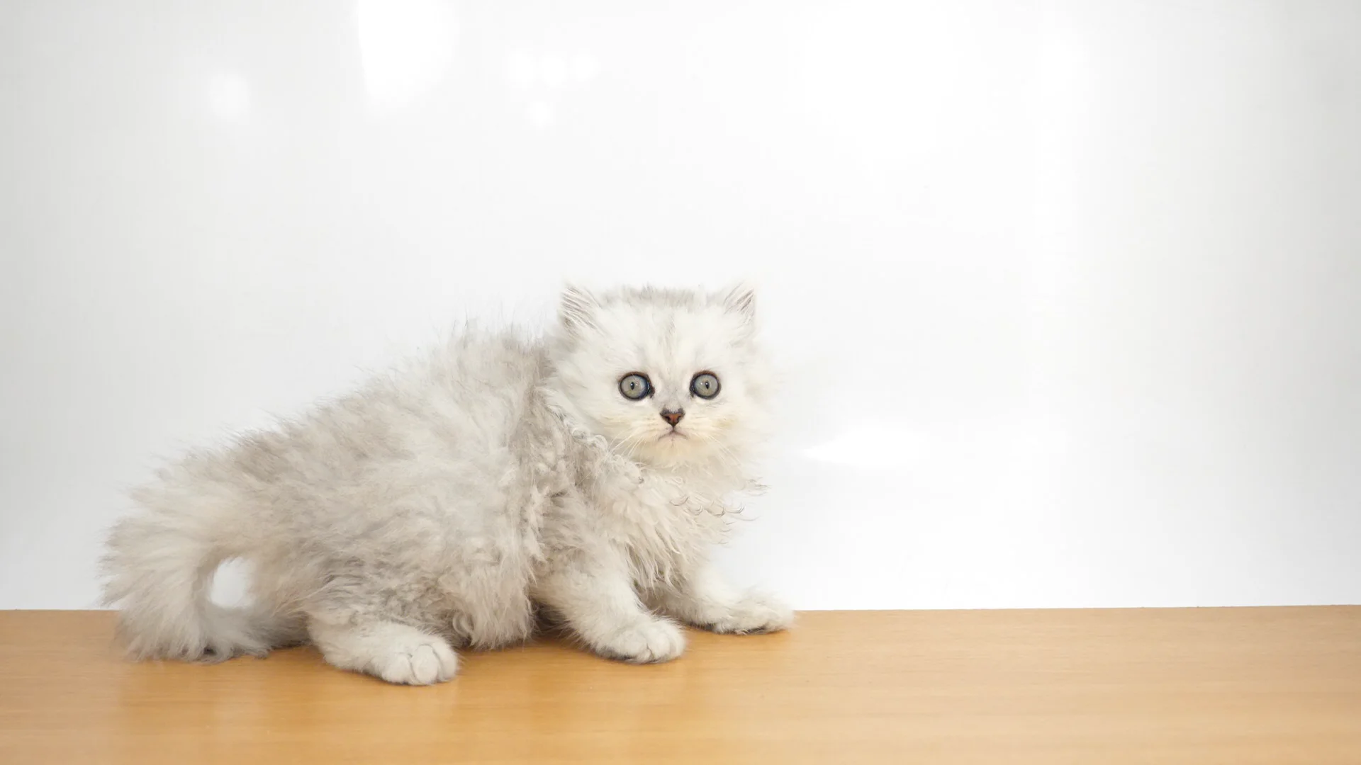 子猫の詳細情報 (千葉県/2025年2月13日生まれ/女の子/チンチラ 子猫の詳細情報 (千葉県/2025年2月13日生まれ/女の子/チンチラ