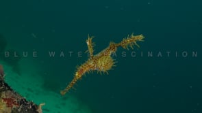 0122_Yellow Harlequin Ghost Pipefish in open water