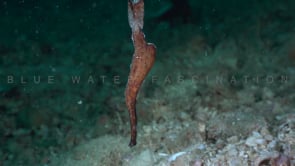0398_Sea grass Ghost Pipefish close up
