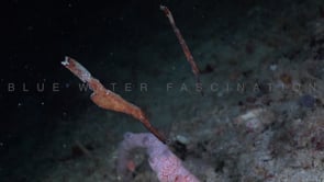 0399_Two sea grass ghost pipefish close up
