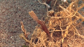 0559_Brown Sea Grass Ghost pipefish close up