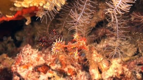 0560_Two harlequin Ghost Pipefish mating