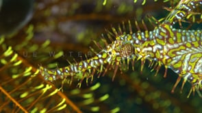 1620_Yellow harlequin ghost pipefish close up
