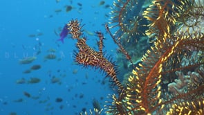 1621_Two harlequin ghost pipefish with blue ocean background