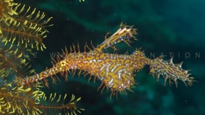 1622_Yellow harlequin ghost pipefish in yellow featherstar