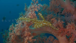 1623_Yellow harlequin ghost pipefish in soft coral