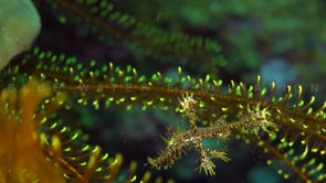 1624_Juvenile yellow harlequin ghost pipefish
