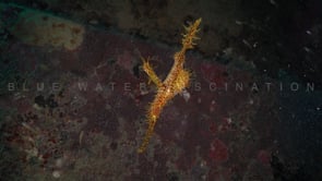 1626_Harlequin ghost pipefish