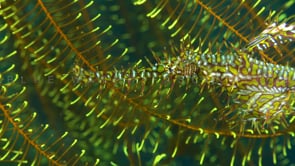 1628_Yellow harlequin ghost pipefish in yellow feather star