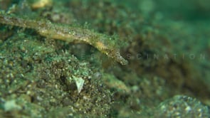 1629_Pygmy pipehorse close up