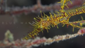 1627_Juvenile yellow harlequin ghost pipefish super close up