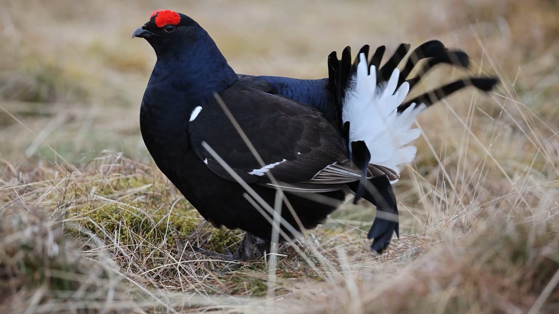Black Grouse Expansion